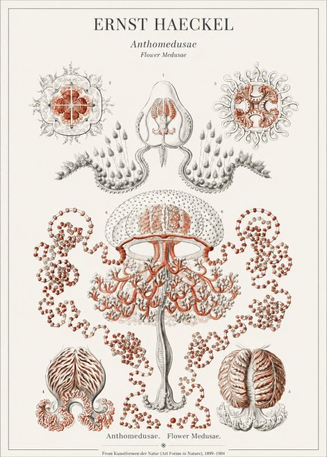 Ernst Haeckel Anthomedusae. Flower Medusae. No1 - Affiche
