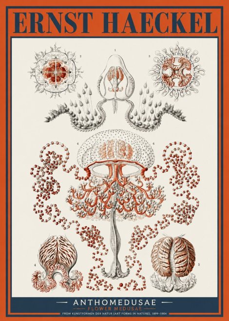 Ernst Haeckel Anthomedusae. Flower Medusae. No2 - Affiche