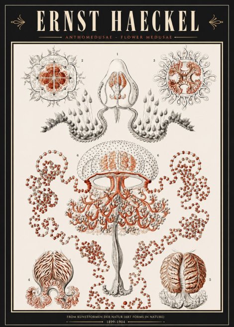 Ernst Haeckel Anthomedusae. Flower Medusae. No3 - Affiche