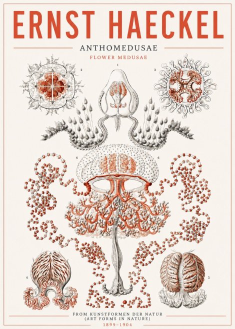 Ernst Haeckel Anthomedusae. Flower Medusae. No5 - Affiche