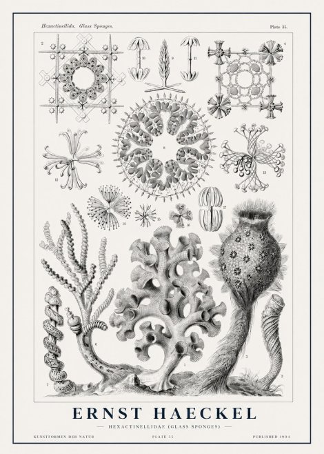 Ernst Haeckel Hexactinellida. Glass Sponges. No1 - Affiche