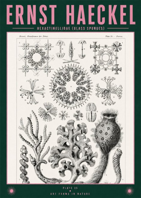 Ernst Haeckel Hexactinellida. Glass Sponges. No2 - Affiche