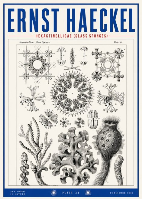 Ernst Haeckel Hexactinellida. Glass Sponges. No3 - Affiche