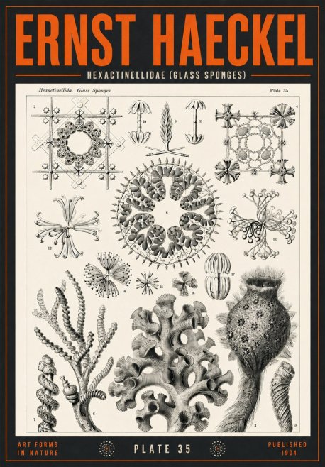 Ernst Haeckel Hexactinellida. Glass Sponges. No4 - Affiche