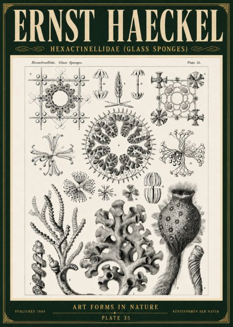 Ernst Haeckel Hexactinellida. Glass Sponges. No5 - Affiche