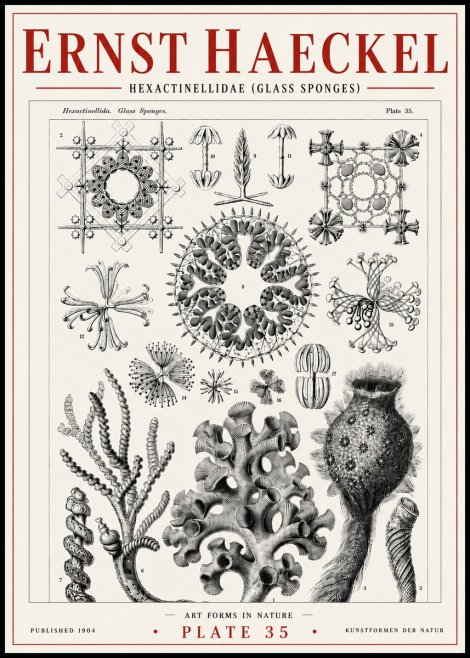 Ernst Haeckel Hexactinellida. Glass Sponges. No6 - Affiche