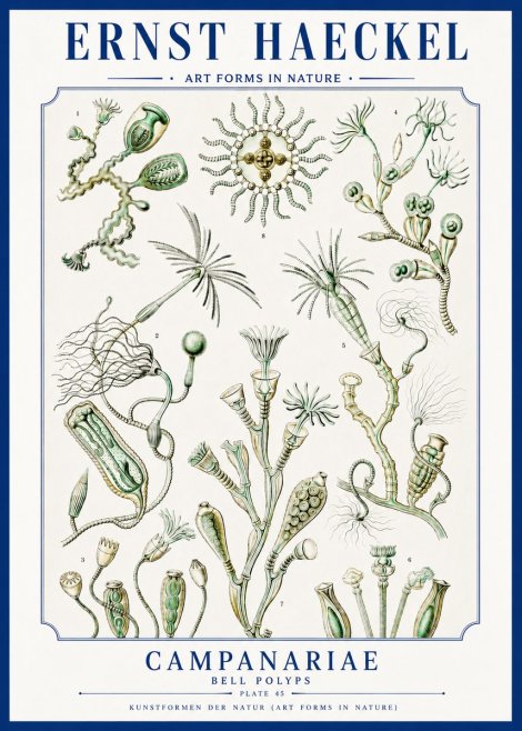 Ernst Haeckel Campanariae – Bell Polyps No3 - Affiche