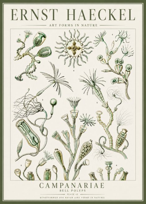 Ernst Haeckel Campanariae – Bell Polyps No4 - Affiche