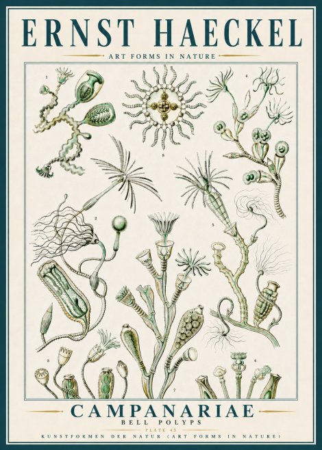 Ernst Haeckel Campanariae – Bell Polyps No5 - Affiche