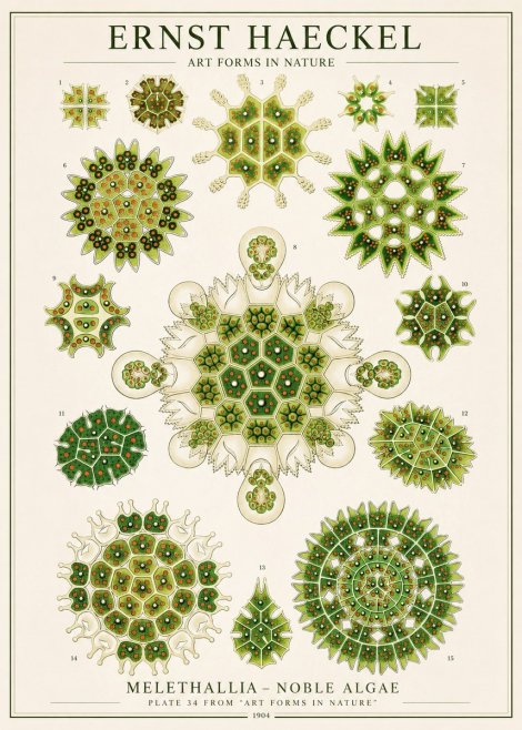 Ernst Haeckel Melethallia - Noble Algae No1 - Affiche