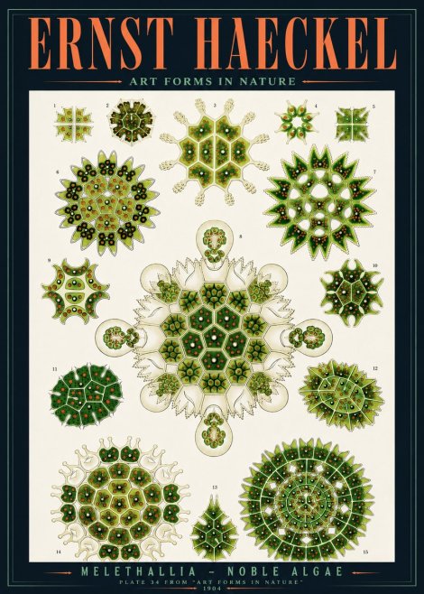 Ernst Haeckel Melethallia - Noble Algae No4 - Affiche