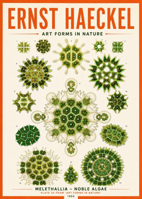Ernst Haeckel Melethallia - Noble Algae No5 - Affiche