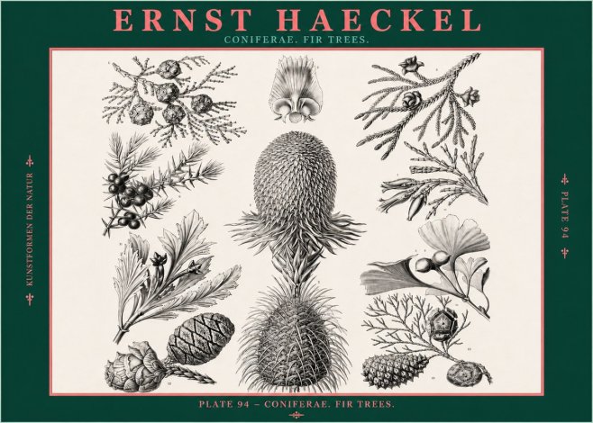 Ernst Haeckel Coniferae. Fir Trees. No2 - Affiche