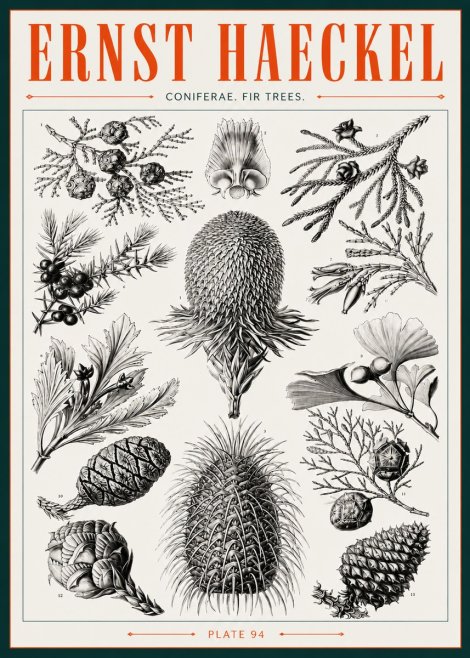 Ernst Haeckel Coniferae. Fir Trees. No3 - Affiche