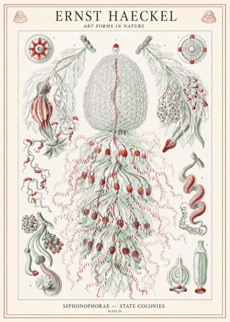 Ernst Haeckel Siphonophorae - State Colonies No1 - Affiche