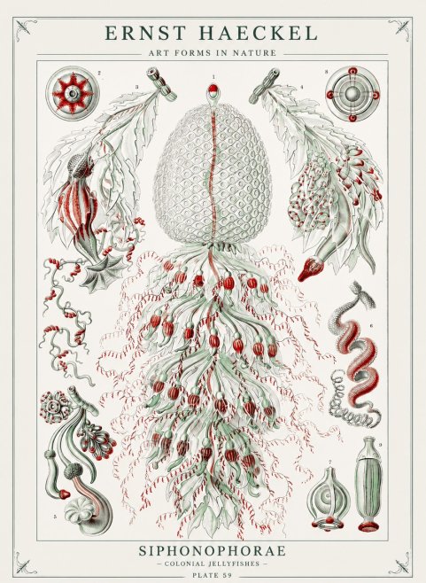 Ernst Haeckel Siphonophorae - State Colonies No3 - Affiche