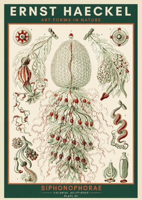 Ernst Haeckel Siphonophorae - State Colonies No4 - Affiche