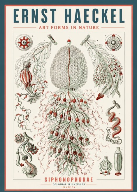 Ernst Haeckel Siphonophorae - State Colonies No5 - Affiche