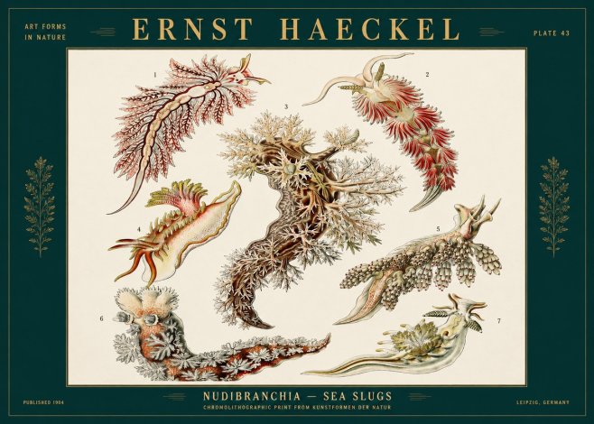 Ernst Haeckel Nudibranchia – Sea Slugs No2 - Affiche