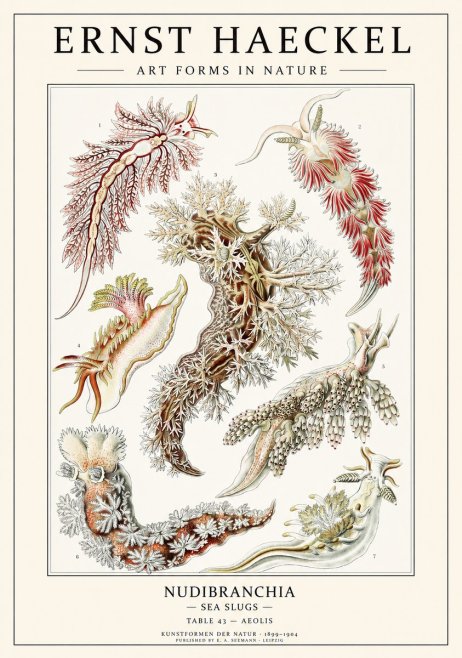 Ernst Haeckel Nudibranchia – Sea Slugs No3 - Affiche