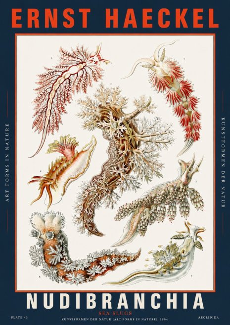 Ernst Haeckel Nudibranchia – Sea Slugs No5 - Affiche
