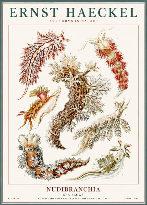 Ernst Haeckel Nudibranchia – Sea Slugs No6 - Affiche