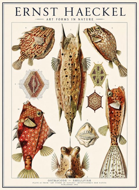 Ernst Haeckel Ostracodes Crustacea No3 - Affiche