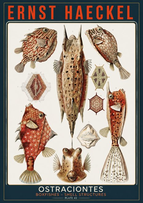 Ernst Haeckel Ostracodes Crustacea No5 - Affiche