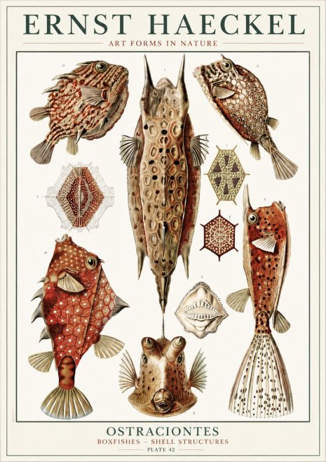 Ernst Haeckel Ostracodes Crustacea No6 - Affiche