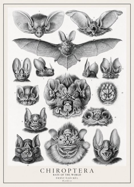 Ernst Haeckel Chiroptera Bats No2 - Affiche