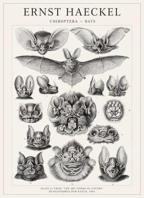 Ernst Haeckel Chiroptera Bats No4 - Affiche