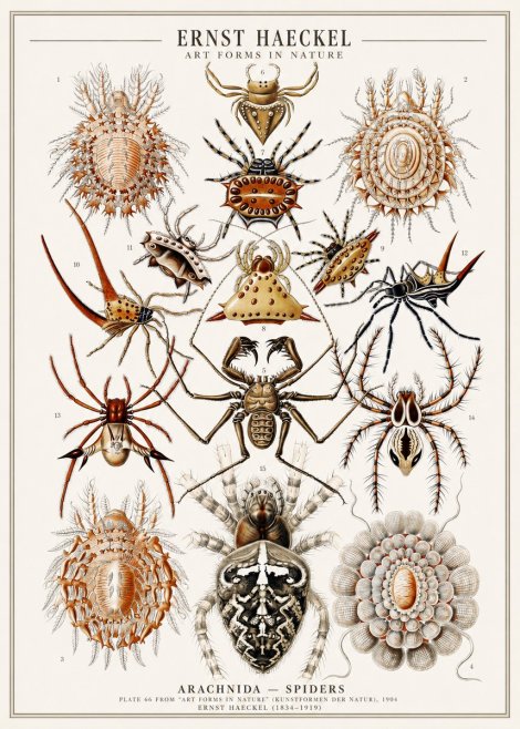 Ernst Haeckel Arachnida — Spiders No1 - Affiche