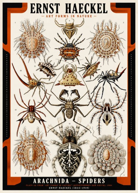 Ernst Haeckel Arachnida — Spiders No2 - Affiche