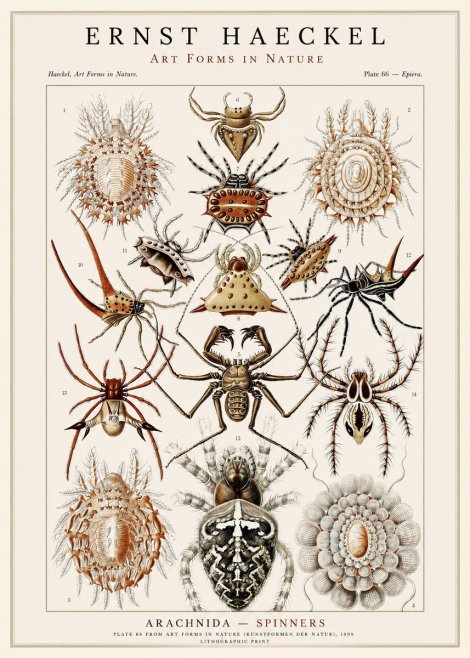 Ernst Haeckel Arachnida — Spiders No3 - Affiche