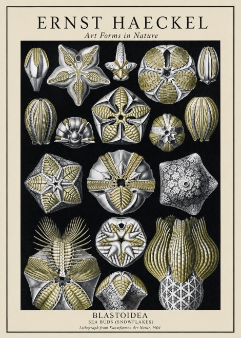 Ernst Haeckel Blastoidea Sea Buds (Snowflakes) No1 - Affiche