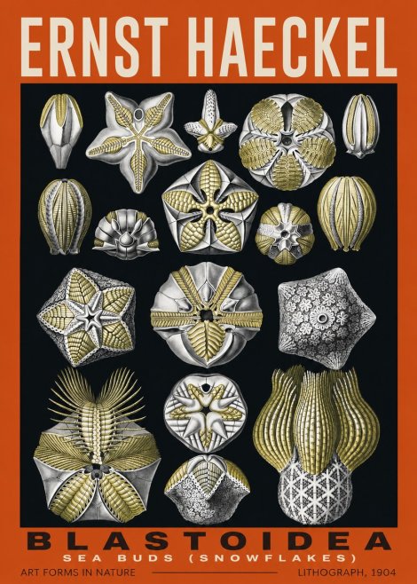 Ernst Haeckel Blastoidea Sea Buds (Snowflakes) No2 - Affiche