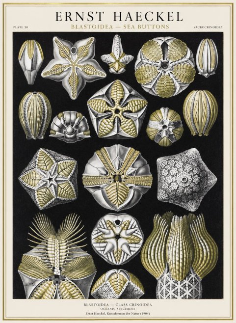 Ernst Haeckel Blastoidea Sea Buds (Snowflakes) No4 - Affiche