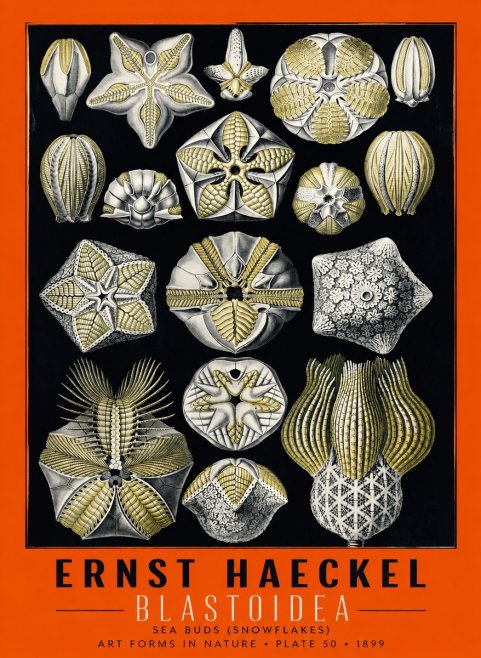 Ernst Haeckel Blastoidea Sea Buds (Snowflakes) No6 - Affiche