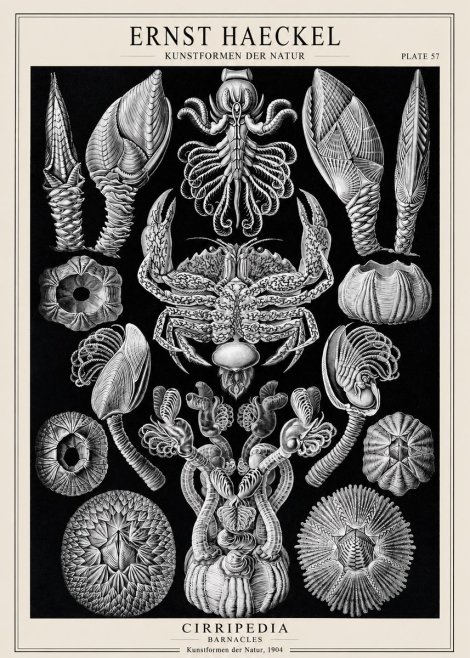 Ernst Haeckel Cirripedia Barnacles No1 - Affiche