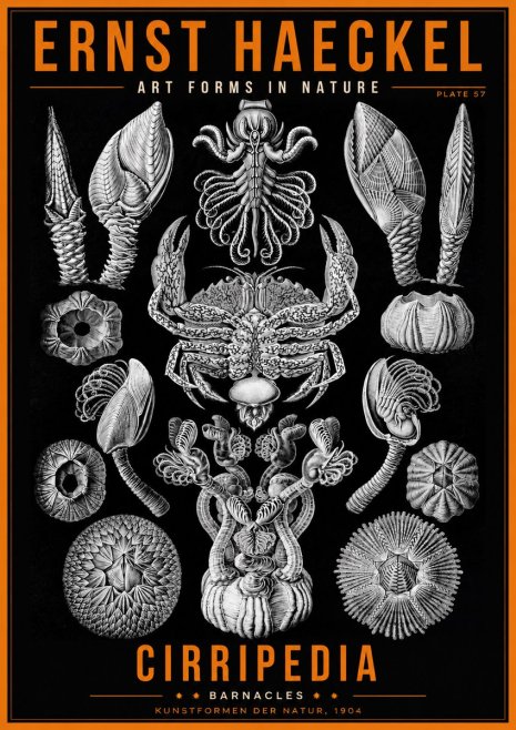 Ernst Haeckel Cirripedia Barnacles No2 - Affiche