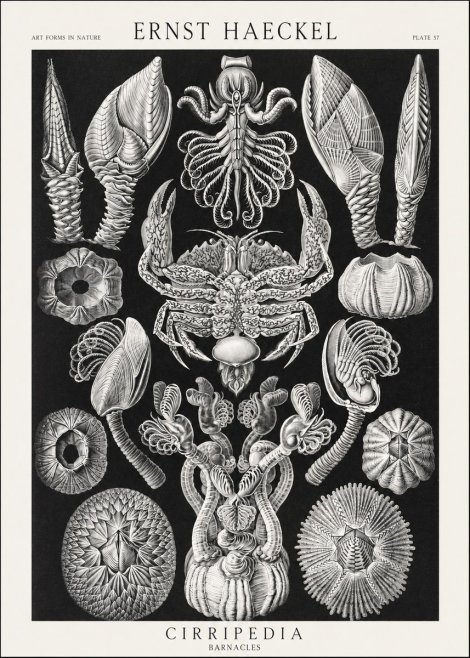Ernst Haeckel Cirripedia Barnacles No3 - Affiche