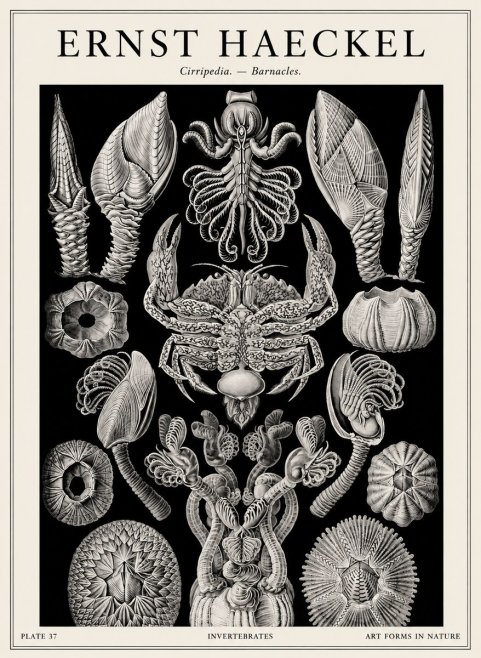 Ernst Haeckel Cirripedia Barnacles No4 - Affiche