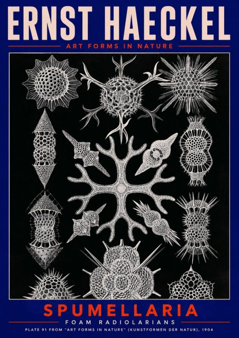 Ernst Haeckel Spumellaria No2 - Affiche