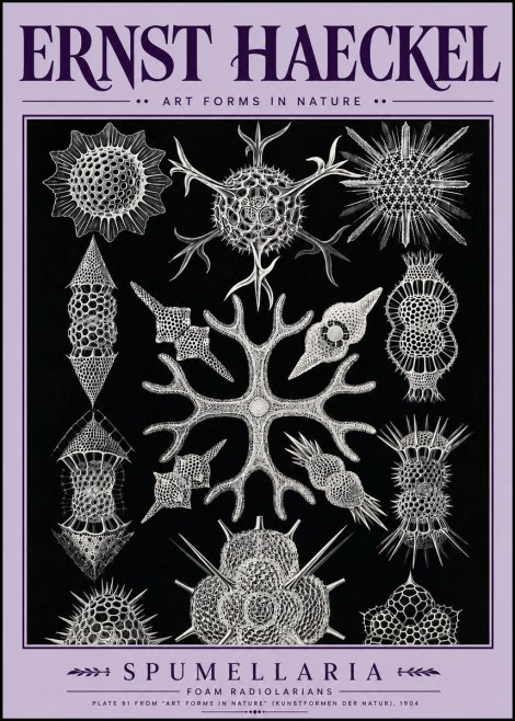 Ernst Haeckel Spumellaria No5 - Affiche