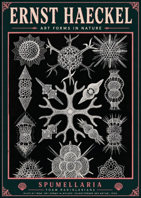 Ernst Haeckel Spumellaria No6 - Affiche