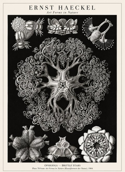 Ernst Haeckel Ophiodea - Brittle Stars II No1 - Affiche
