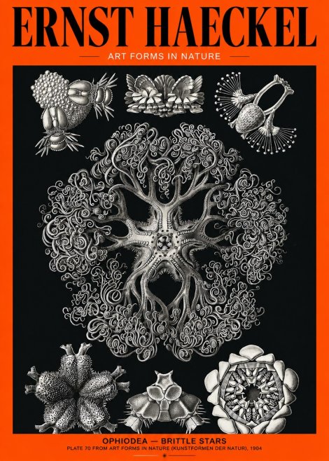 Ernst Haeckel Ophiodea - Brittle Stars II No2 - Affiche