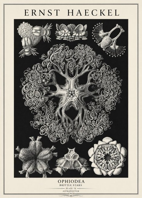 Ernst Haeckel Ophiodea - Brittle Stars II No3 - Affiche