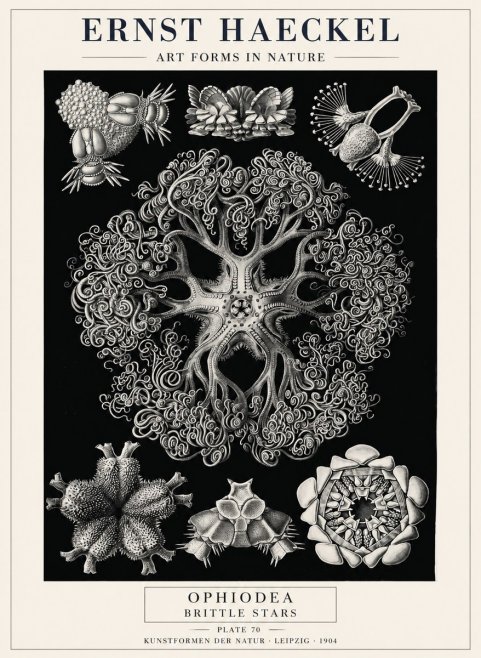 Ernst Haeckel Ophiodea - Brittle Stars II No4 - Affiche
