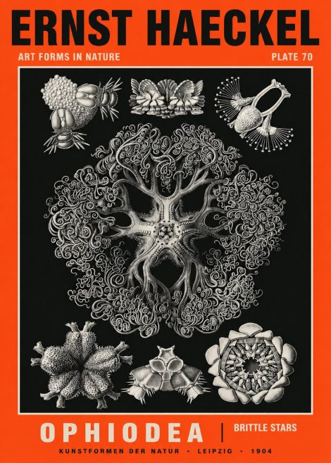 Ernst Haeckel Ophiodea - Brittle Stars II No5 - Affiche